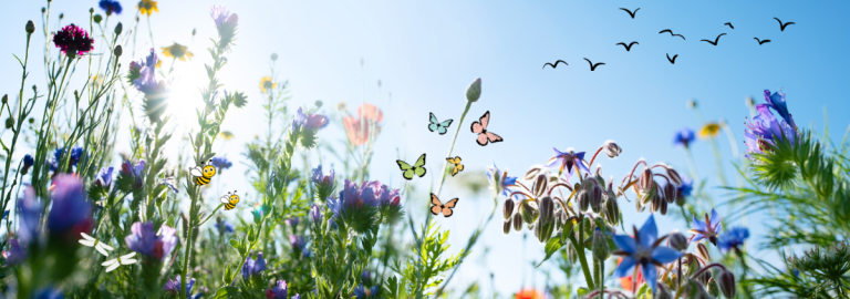 Blumenwiese mit Insekten 