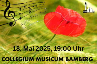 Mohnblume