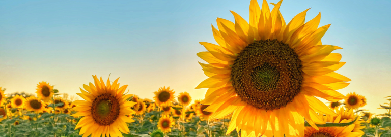 Sonnenblumen auf einem Feld