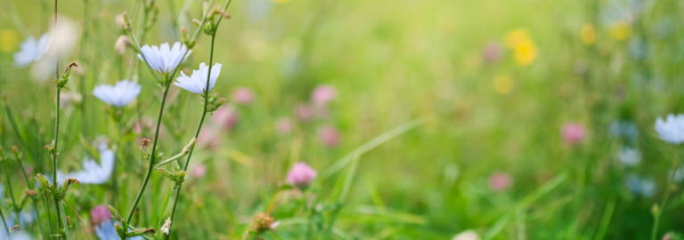 Blumenwiese