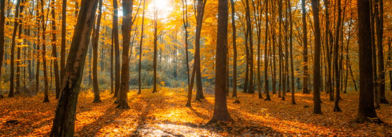 Herbstwald